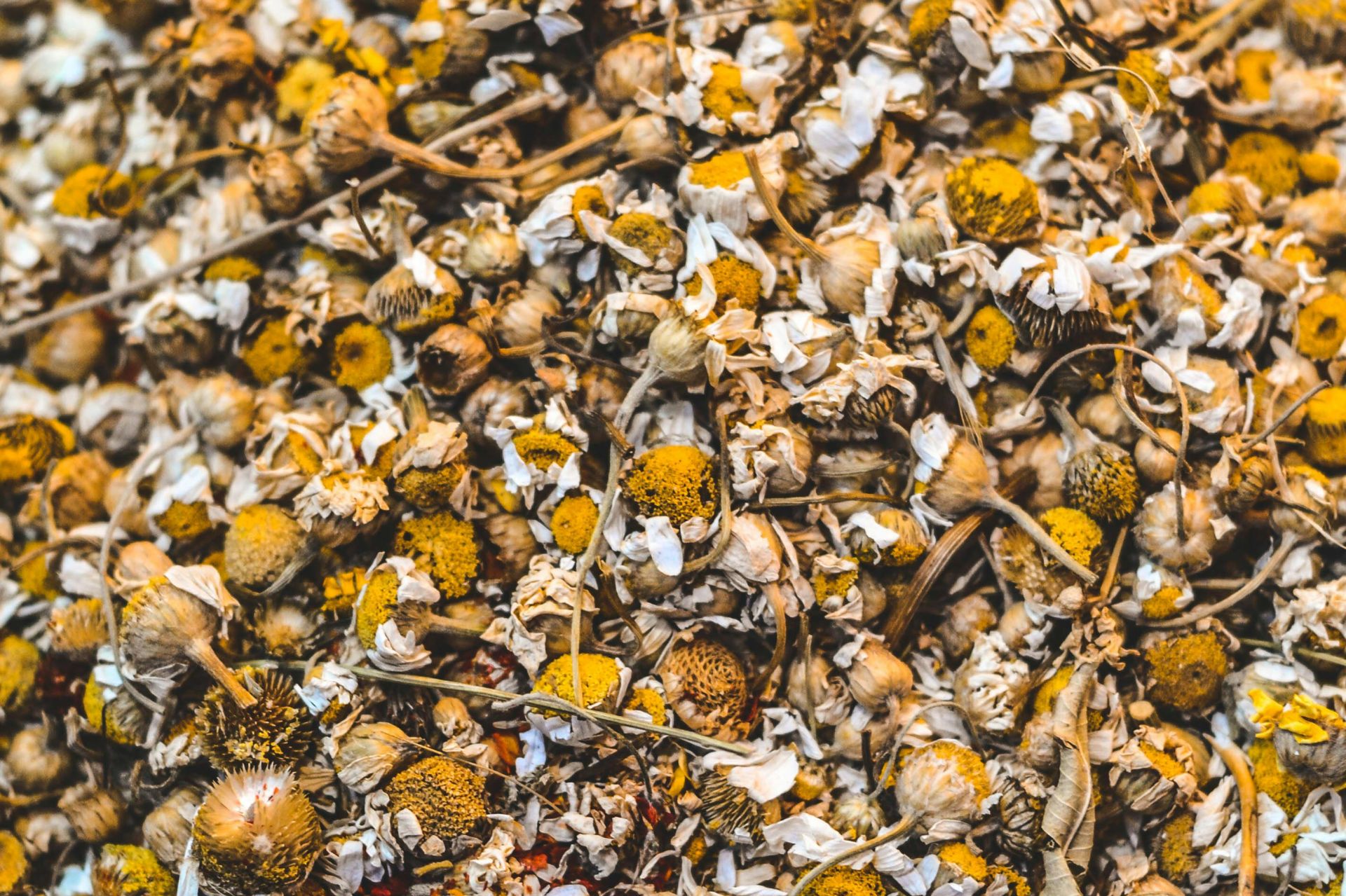 Dried Yellow Chamomile Flower for Tea