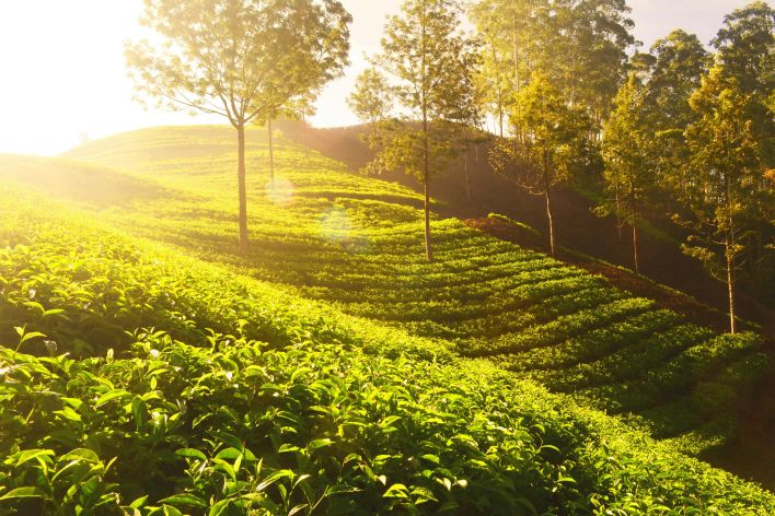 Sunlit tea plantations in Munnar, India, showcasing vibrant green fields and scenic natural landscapes.