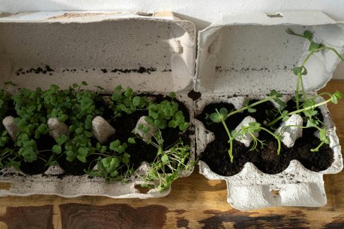 Organic herbs growing in recycled egg cartons on a wooden surface, embracing zero waste gardening.